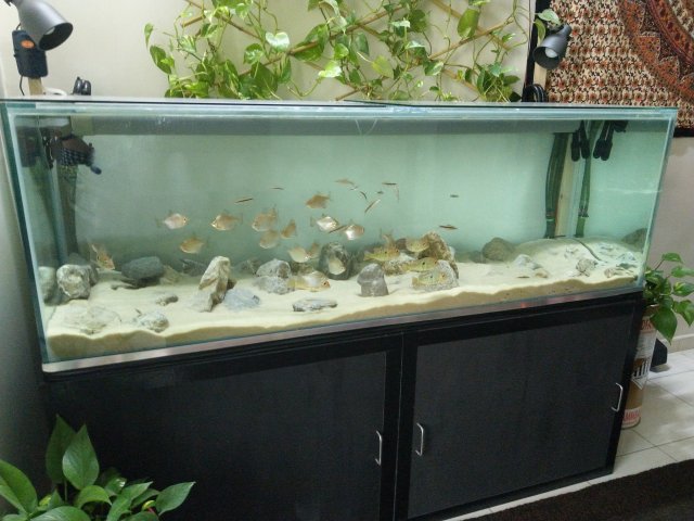geo tank2.jpg