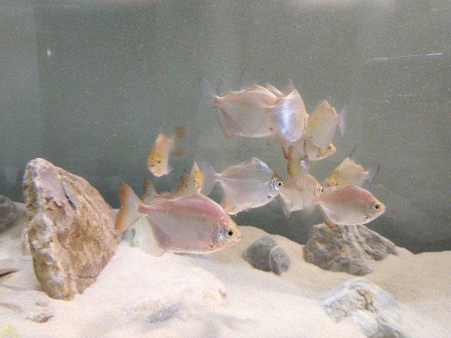 180gal sd.jpg
