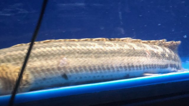 Screenshot_20190218-082803_Gallery.jpg Screenshot_20190218-082803_Gallery.jpg