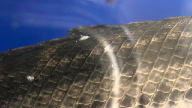 Screenshot_20190218-082829_Gallery.jpg Screenshot_20190218-082829_Gallery.jpg