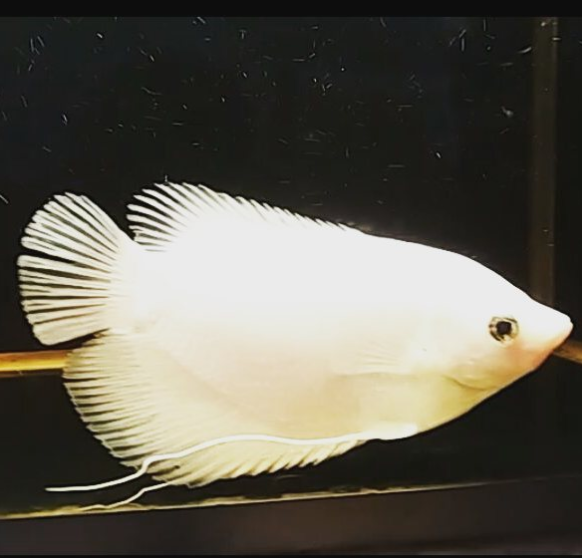 snow gourami.png