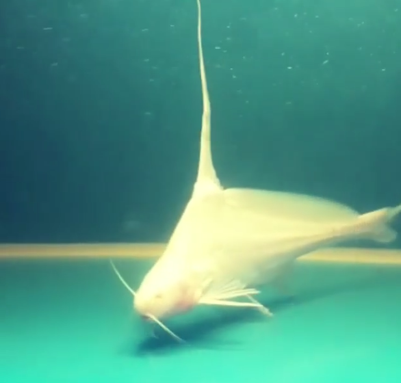 albino unkown catfish.png