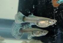 upload_2019-2-19_15-10-36.png upload_2019-2-19_15-10-36.png