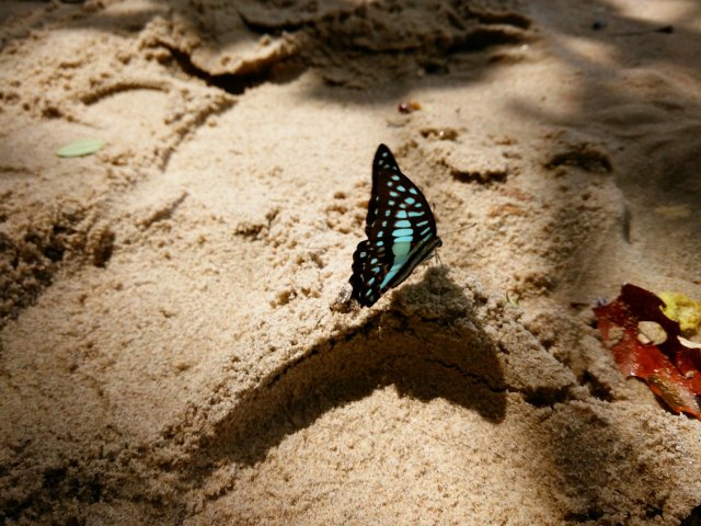 Beach Butterfly 1.jpg