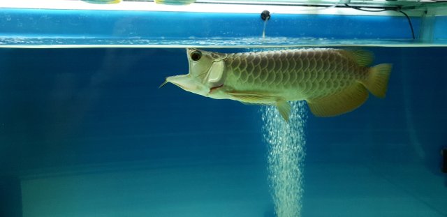 GHXB Full Chomp m.jpg