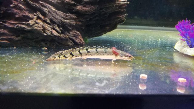 bichir.jpg