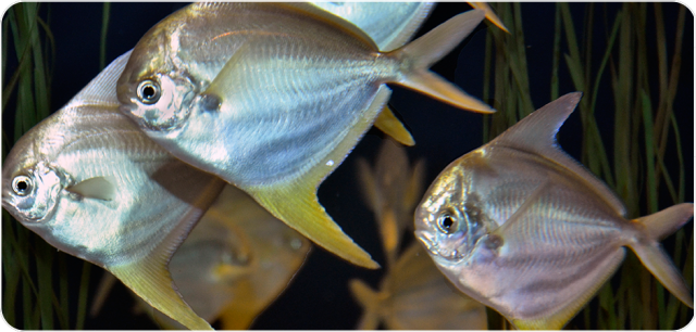 Shadows-on-the-Sand-Kiosk-Individual-Animal-Page-HarvestFish.png