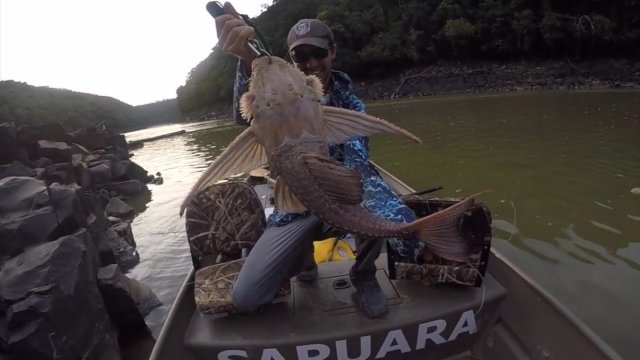 giantpleco3.jpg