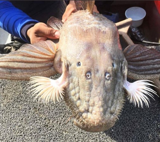 giantpleco4.jpg