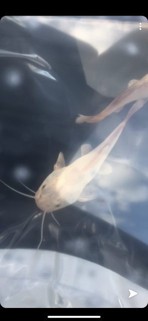 7164207A-2D10-4DFF-96E2-D20485CDBBEA.png