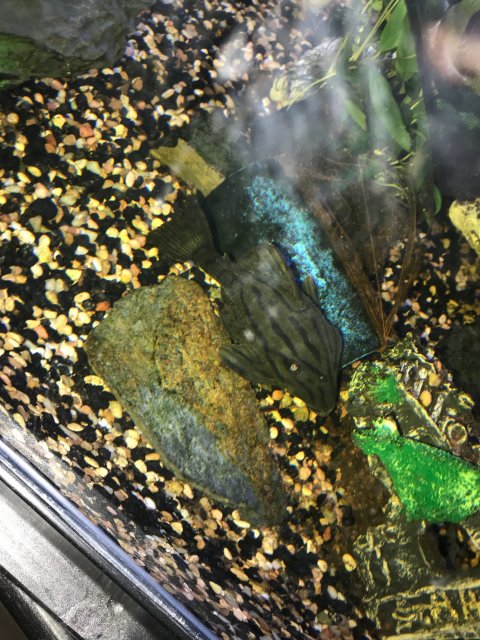 Royal Pleco Watermelon.jpg