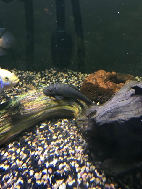 Chinese Algae Eater.jpg