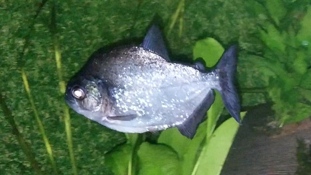 Screenshot_20190225-002143_Video Player.jpg Screenshot_20190225-002143_Video Player.jpg