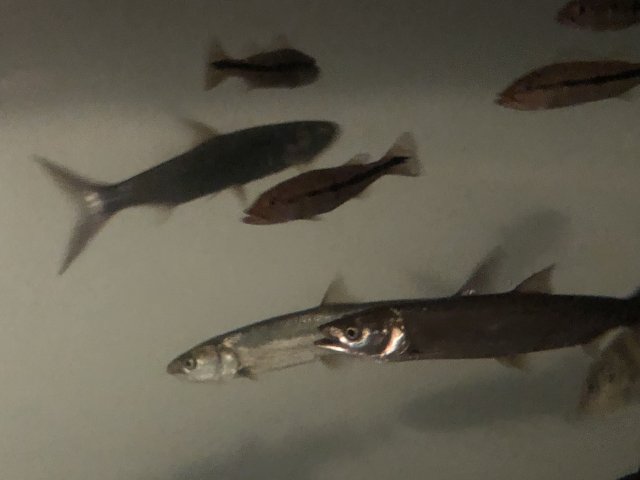 0729E763-86DE-43EC-8874-B648025C3356.jpeg
