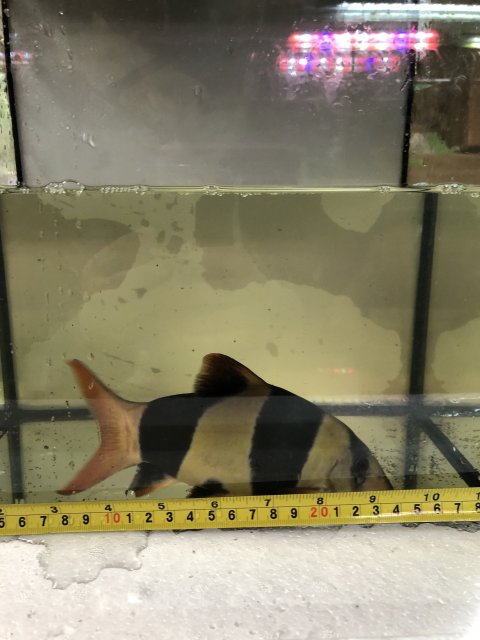 0C136B9E-E581-4940-AAF6-6F3688D49473.jpeg