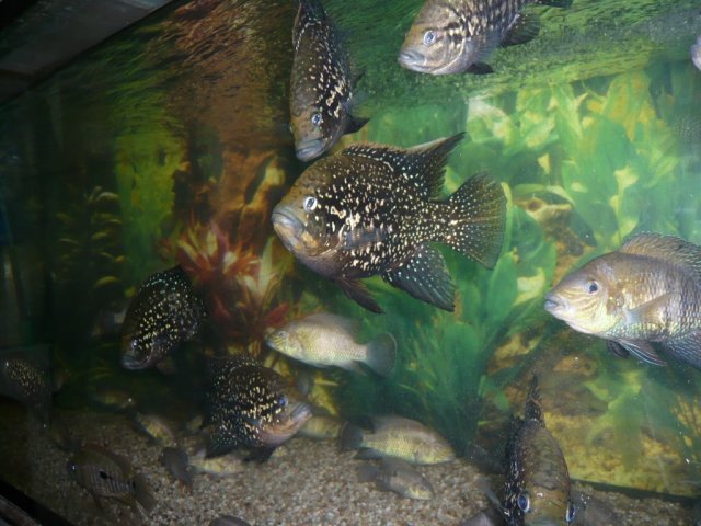 P1020321.jpg