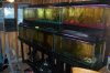 fish and stuff 025.jpg