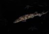 Shark 3.jpg Shark 3.jpg