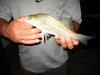 IMG_0730.jpg