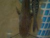 DSC07998.jpg