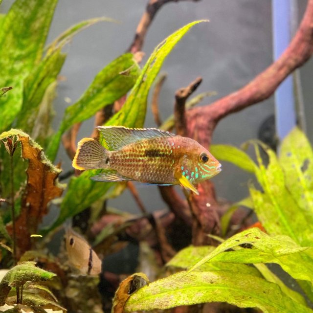 9EE826DC-5EC5-45D8-8BB6-FFEC3D14E290.jpeg 9EE826DC-5EC5-45D8-8BB6-FFEC3D14E290.jpeg