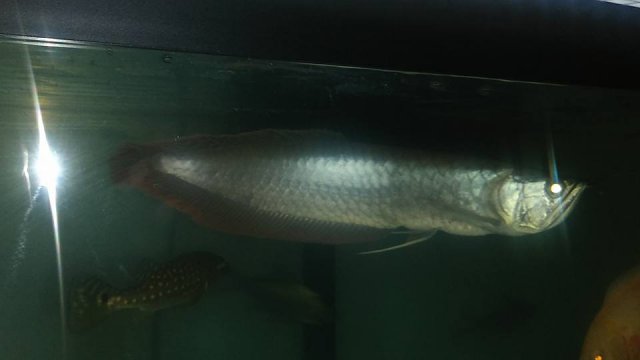 31925035_2111900052157708_55140297679568896_n.jpg 31925035_2111900052157708_55140297679568896_n.jpg