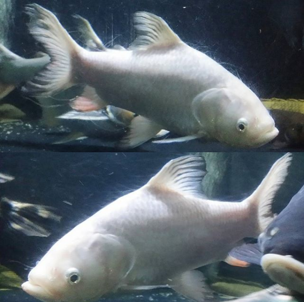 platinum siamese carp.png