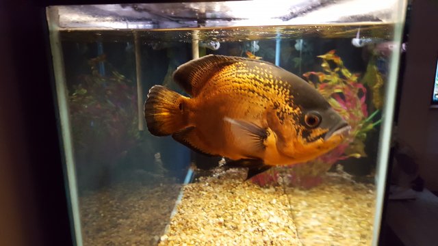 20190328_080242.jpg 20190328_080242.jpg