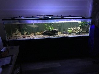 285 Gallon Gl Fish Tank With Stand Monsterfishkeepers Img 5904 Jpg