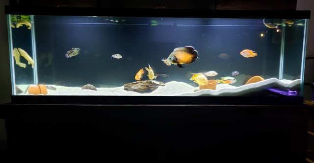 What do you guys consider as an acceptable nitrate range 