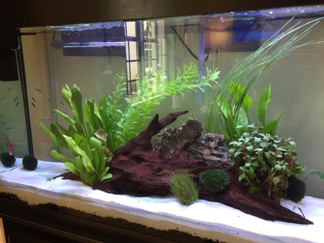 8E7BA68D-43A1-4BA2-8DFD-4F0FEEEA12CE.jpeg 8E7BA68D-43A1-4BA2-8DFD-4F0FEEEA12CE.jpeg