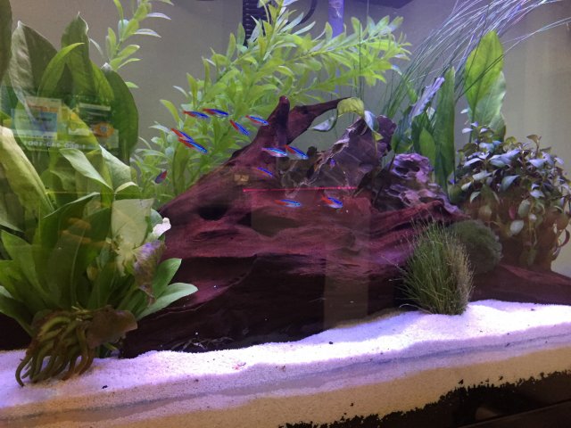 058ACEB0-3FE8-4F72-A36A-CDDC6F290975.jpeg 058ACEB0-3FE8-4F72-A36A-CDDC6F290975.jpeg