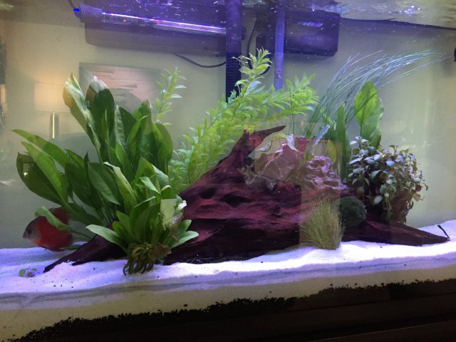 1B1C161C-F70C-4FEF-AE70-CE4E595D7BE2.jpeg 1B1C161C-F70C-4FEF-AE70-CE4E595D7BE2.jpeg