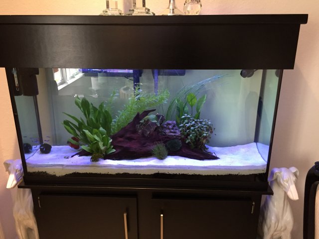 55D5A545-562F-449B-95C3-4D035F639D81.jpeg 55D5A545-562F-449B-95C3-4D035F639D81.jpeg