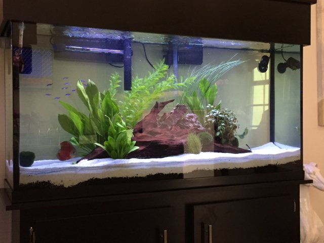 94C93A02-AA8E-43E4-AF62-25473965ECC5.jpeg 94C93A02-AA8E-43E4-AF62-25473965ECC5.jpeg