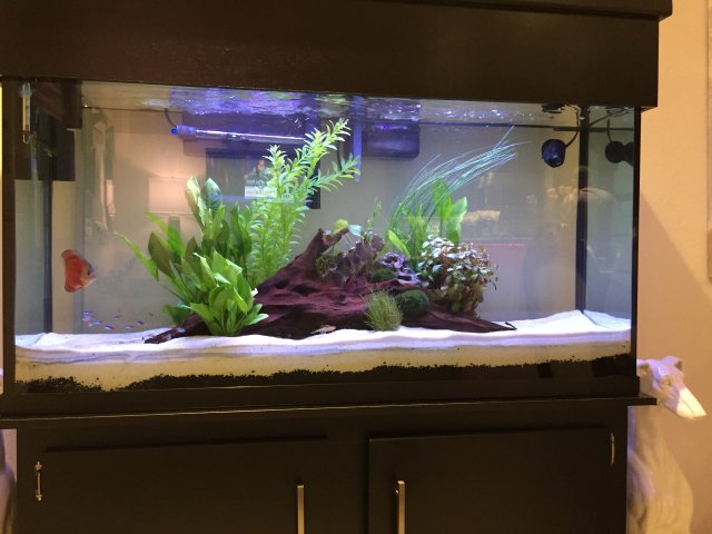 8539282E-EA83-4692-89BA-F85FD608C533.jpeg 8539282E-EA83-4692-89BA-F85FD608C533.jpeg