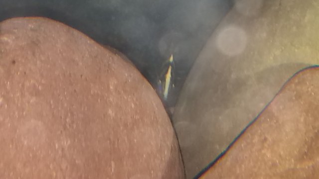 1367216