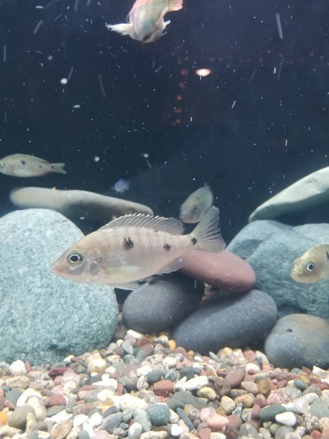 fish1.jpg