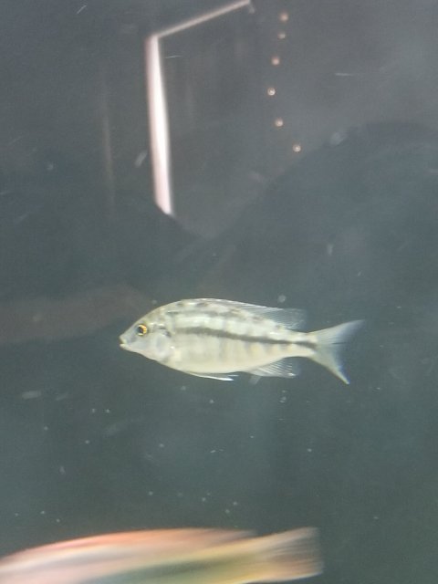 supposedly male 2.jpg