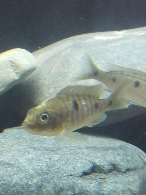 white hairy stuff on side of fish.jpg