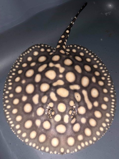 received_270746033845221.jpeg received_270746033845221.jpeg