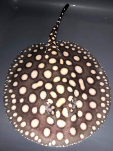 received_434899233717419.jpeg received_434899233717419.jpeg