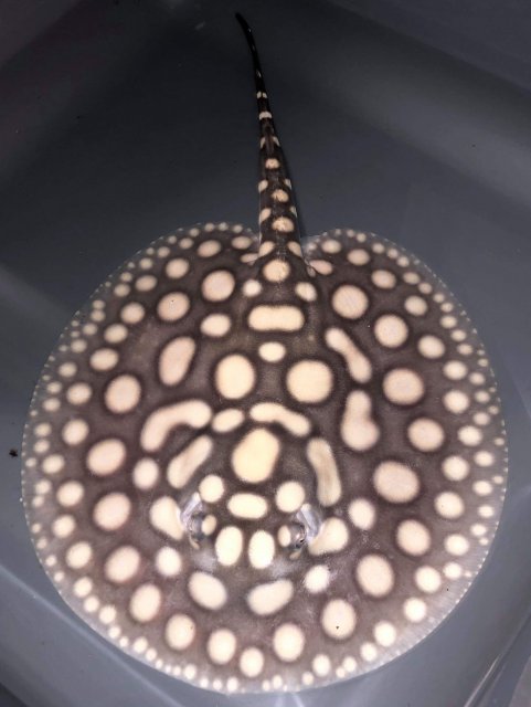 received_587573678424606.jpeg received_587573678424606.jpeg