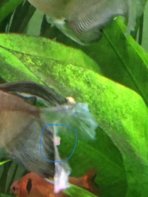 A755DF0B-320C-426A-94CD-89F60DBF4C55.jpeg A755DF0B-320C-426A-94CD-89F60DBF4C55.jpeg