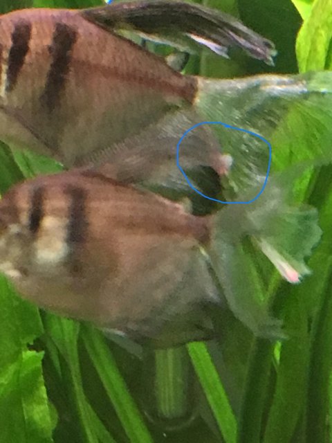 5CE9AAD3-EB5F-44FC-BAC3-61A9435D3776.jpeg 5CE9AAD3-EB5F-44FC-BAC3-61A9435D3776.jpeg