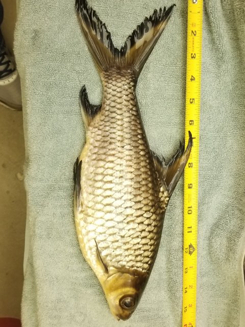 Lost my largest Bala Shark | MonsterFishKeepers.com