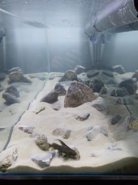 pool filter sand that is safe for aquarium help 