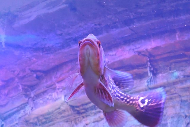 King Of Tank.JPG
