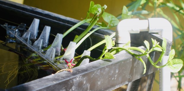 fullsizeoutput_125f.jpeg fullsizeoutput_125f.jpeg