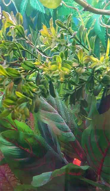 Jungle peek a boo.jpg